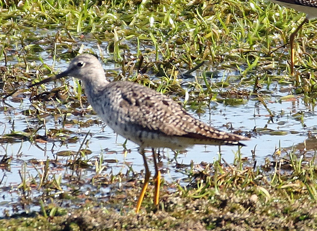 Greater Yellowlegs - William Parkin