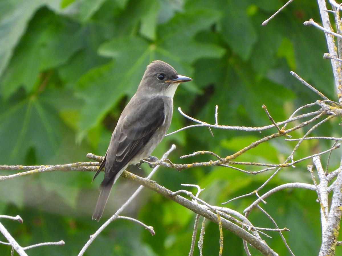 Olive-sided Flycatcher - ML606417451