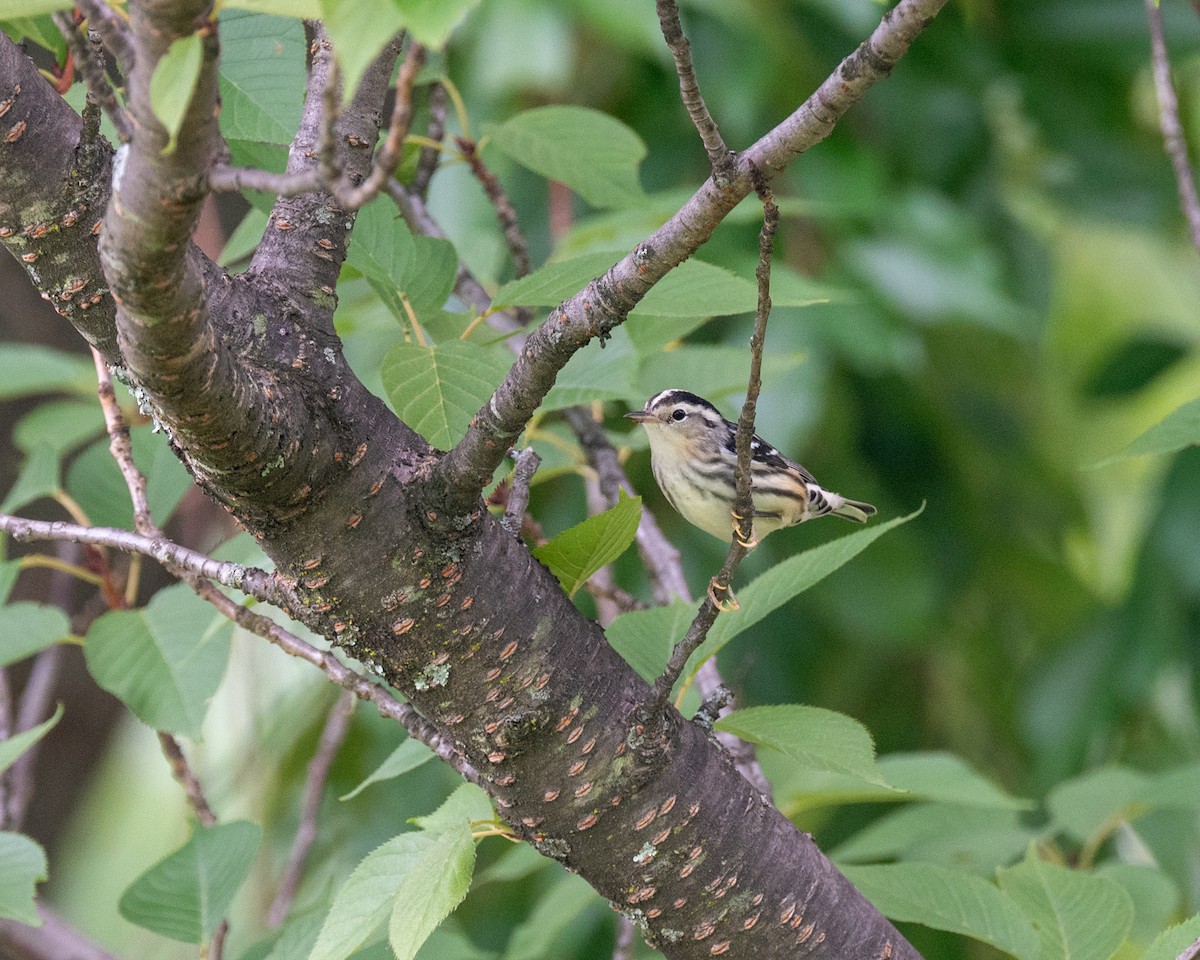 Black-and-white Warbler - ML606417491