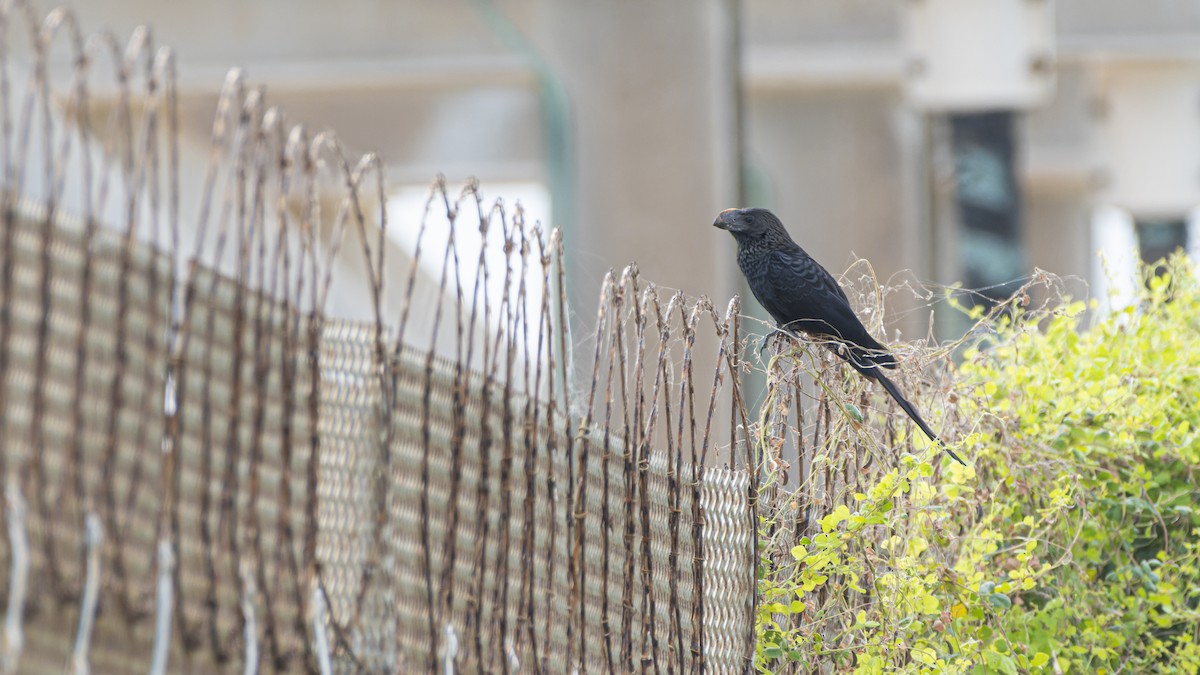 Smooth-billed Ani - ML606417681