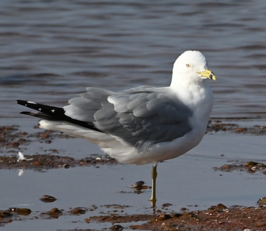 Ring-billed Gull - Steve Davis