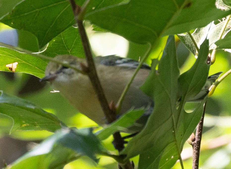 Bay-breasted Warbler - ML606418191