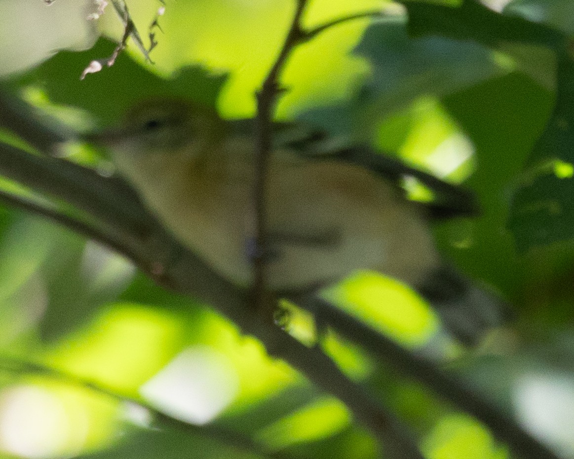 Bay-breasted Warbler - ML606418201