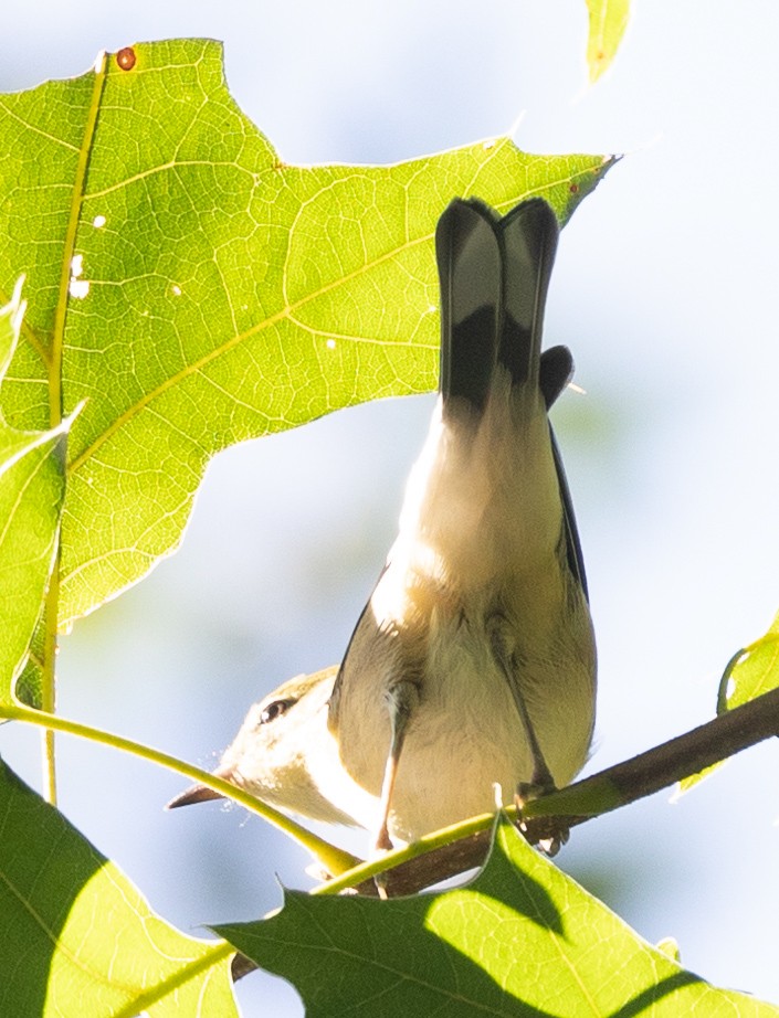 Bay-breasted Warbler - ML606418211