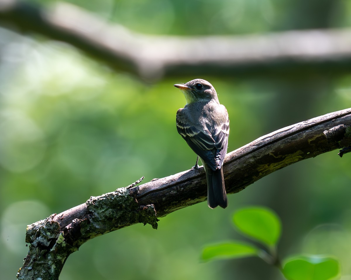 Yellow-bellied Flycatcher - Peter Rosario