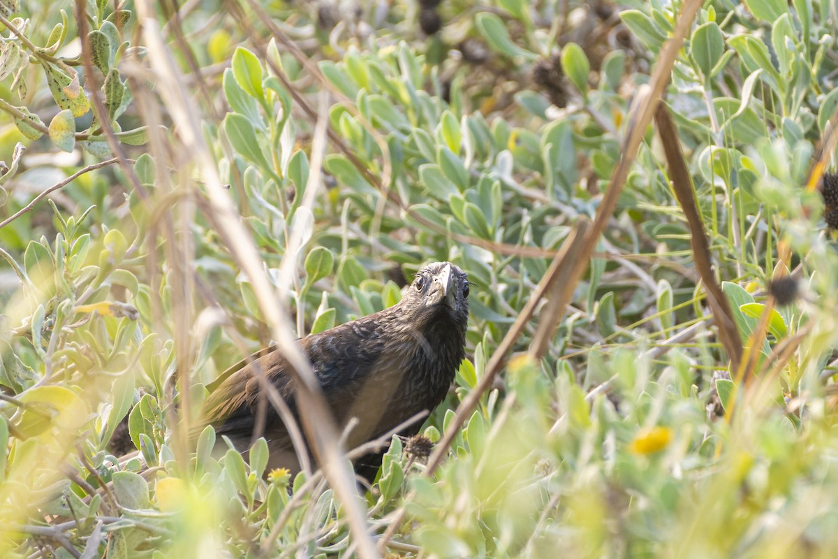 Smooth-billed Ani - ML606418861