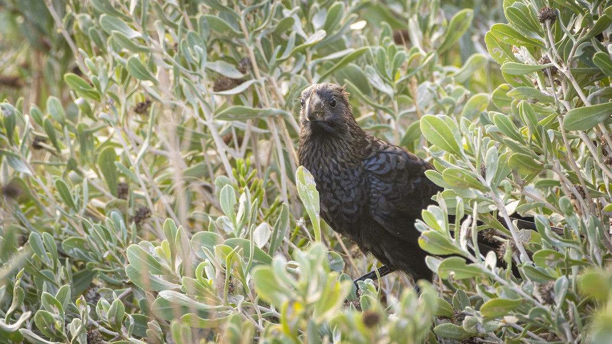 Smooth-billed Ani - ML606418871