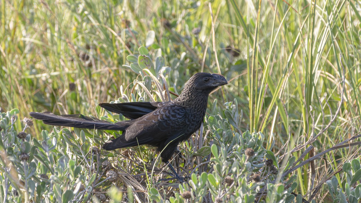 Smooth-billed Ani - ML606418881