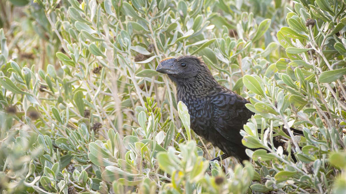 Smooth-billed Ani - ML606418891