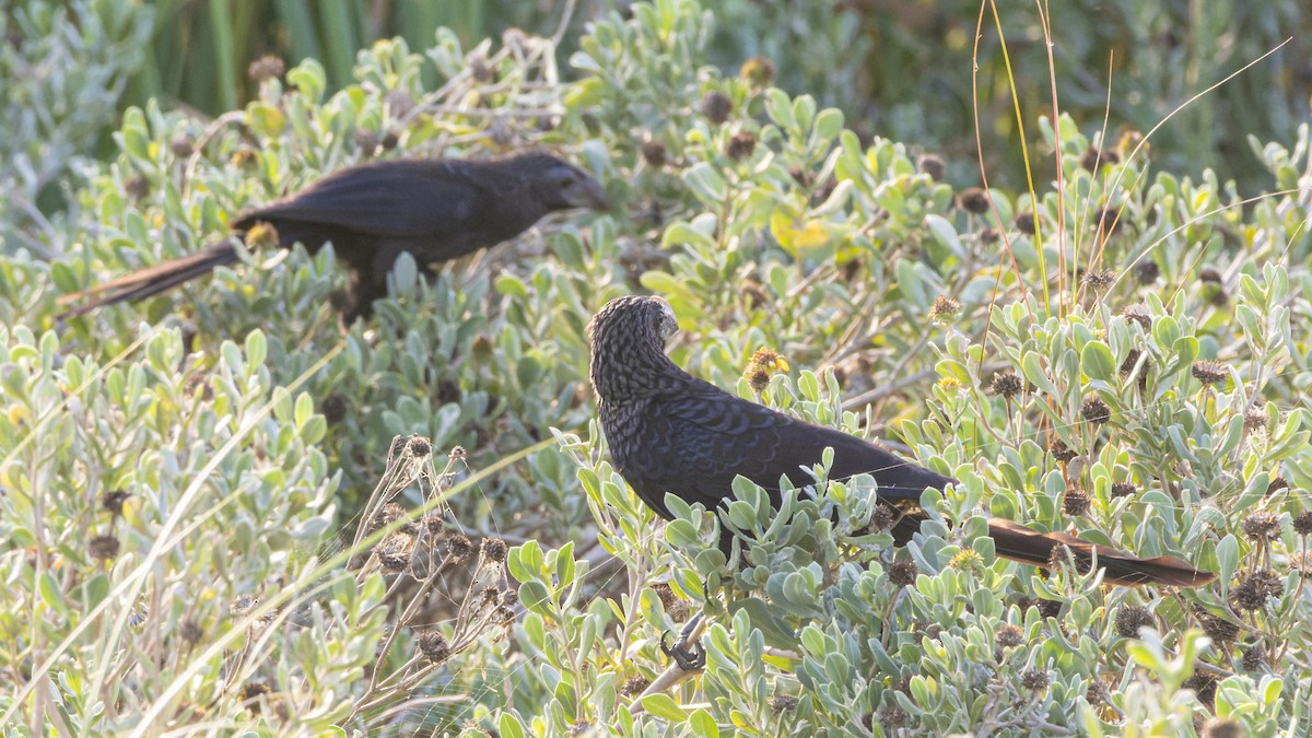 Smooth-billed Ani - ML606418901