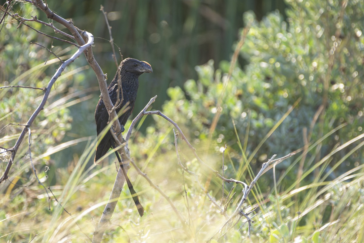 Smooth-billed Ani - ML606418911