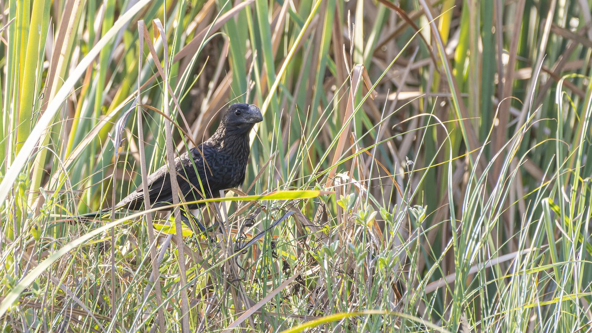 Smooth-billed Ani - ML606418921