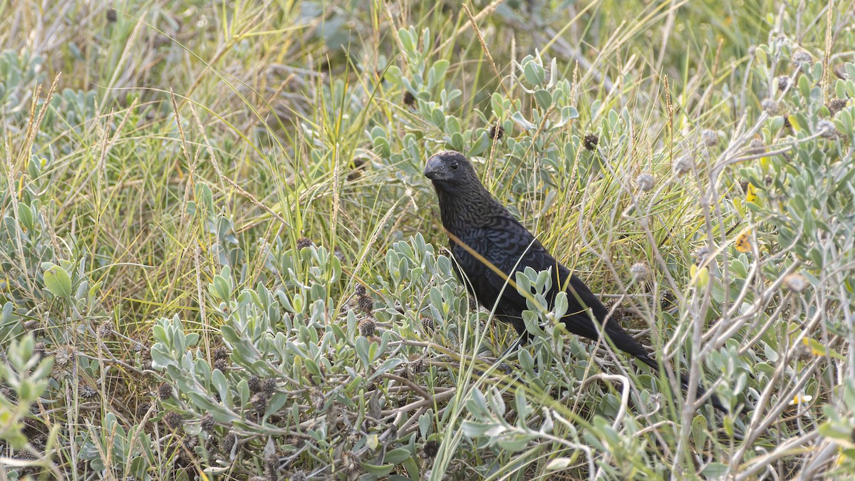 Smooth-billed Ani - ML606418931