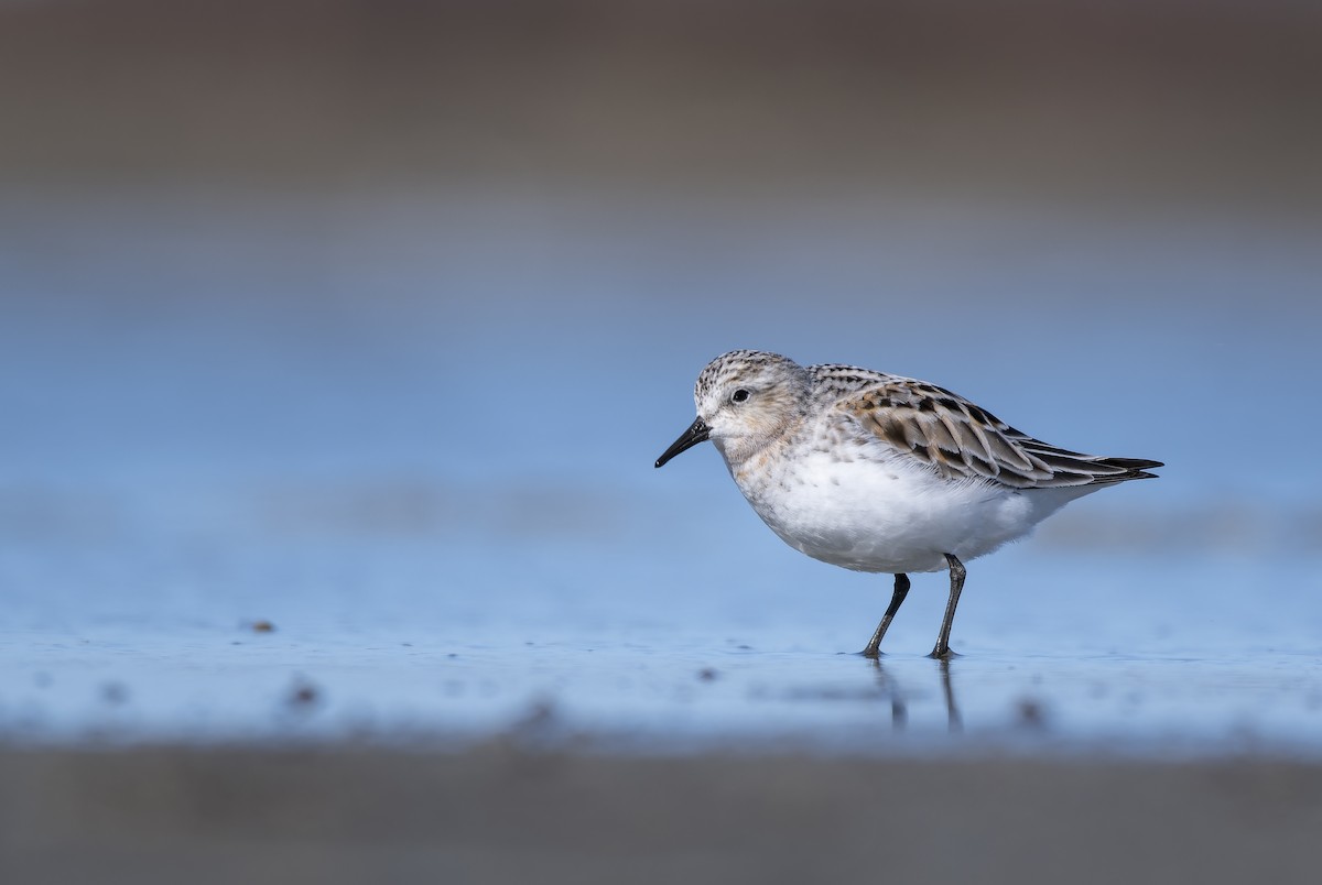 Rotkehl-Strandläufer - ML606419191