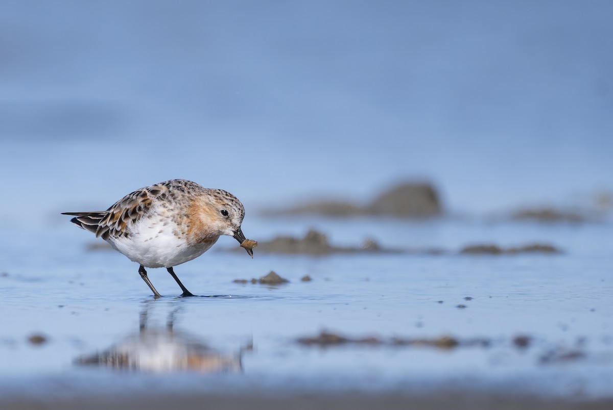 Rotkehl-Strandläufer - ML606419511