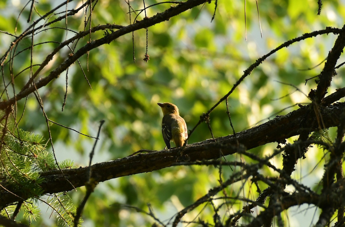 Western Tanager - Sabine Decamp