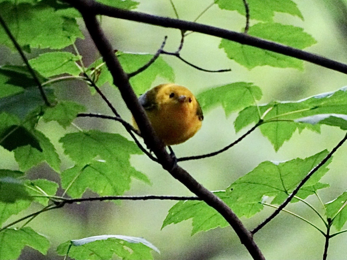 Prothonotary Warbler - ML606422811