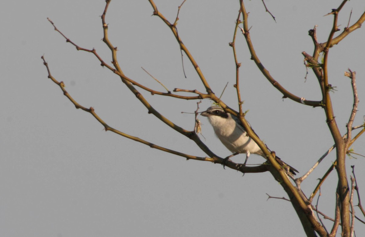 Loggerhead Shrike - Roger Higbee