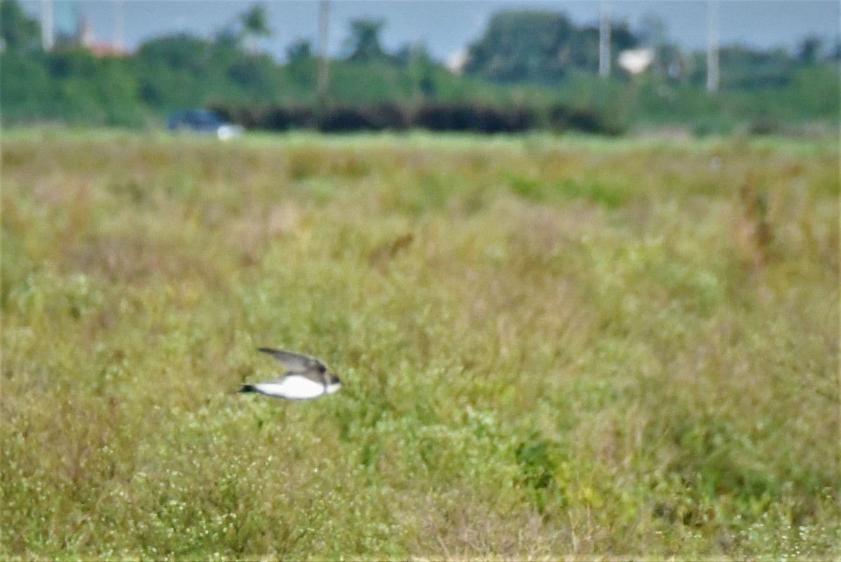 Bank Swallow - ML606423521