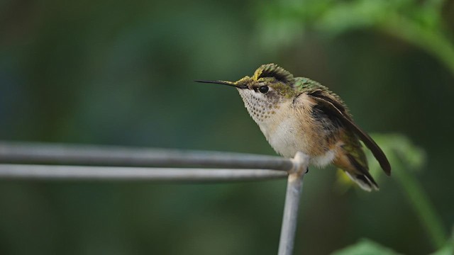 Calliope Hummingbird - ML606424161