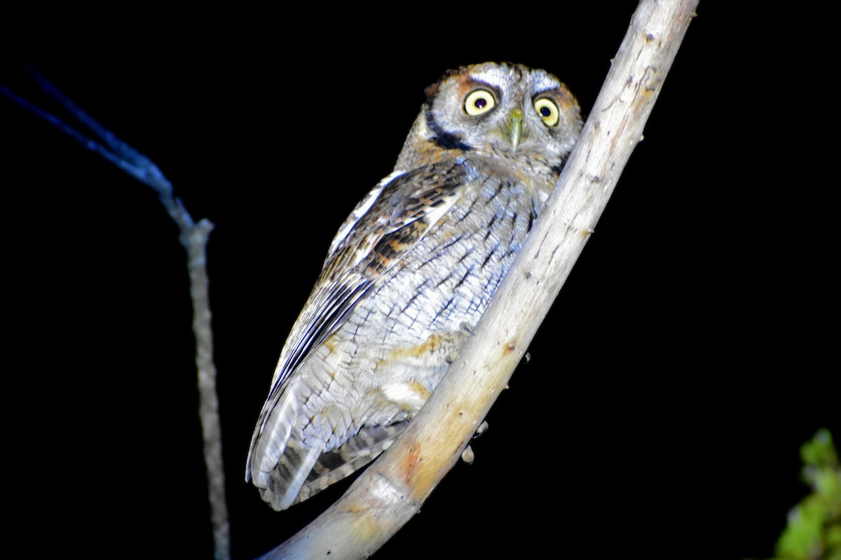 Tropical Screech-Owl - ML606425021