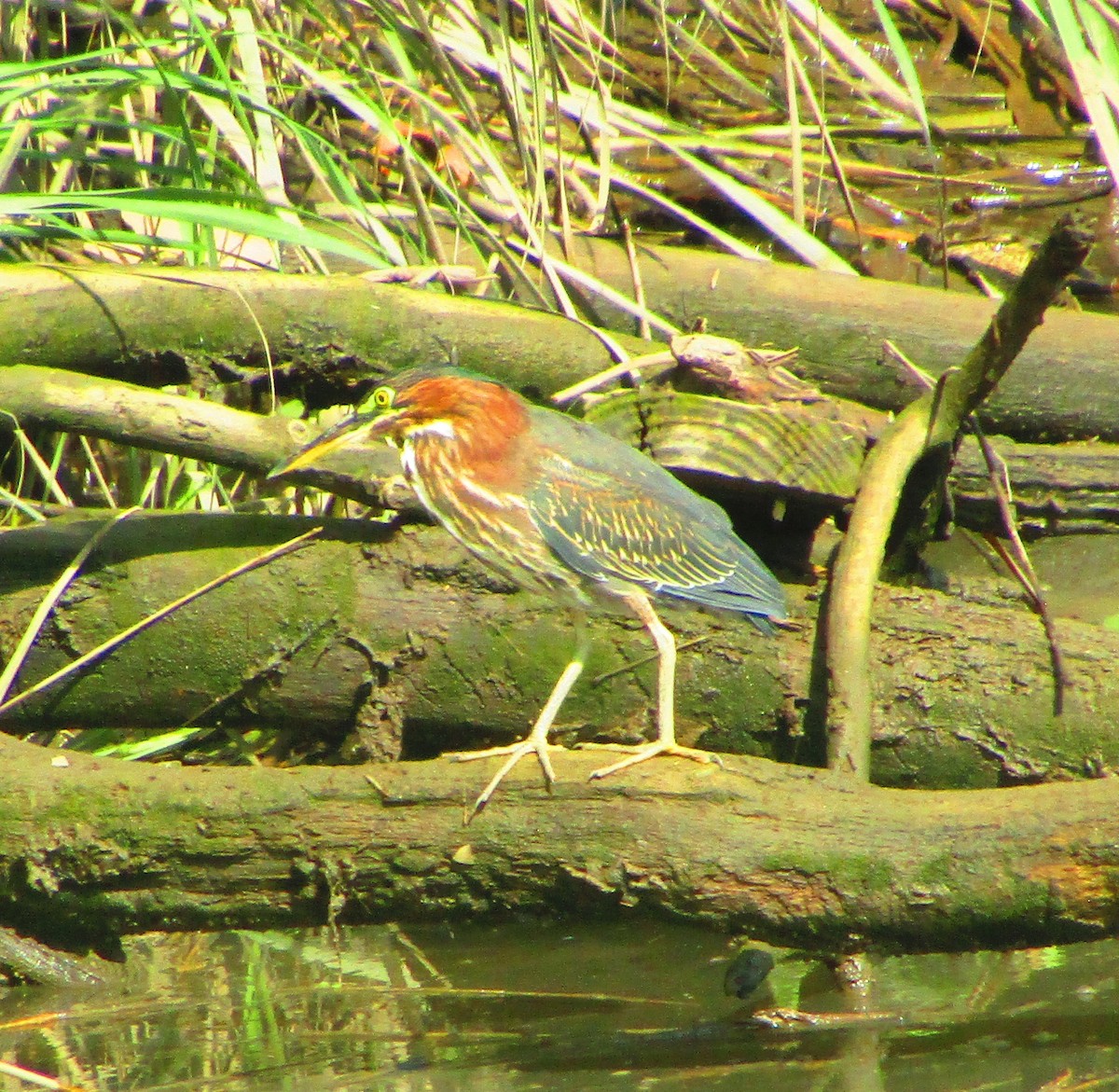 Green Heron - ML606425271