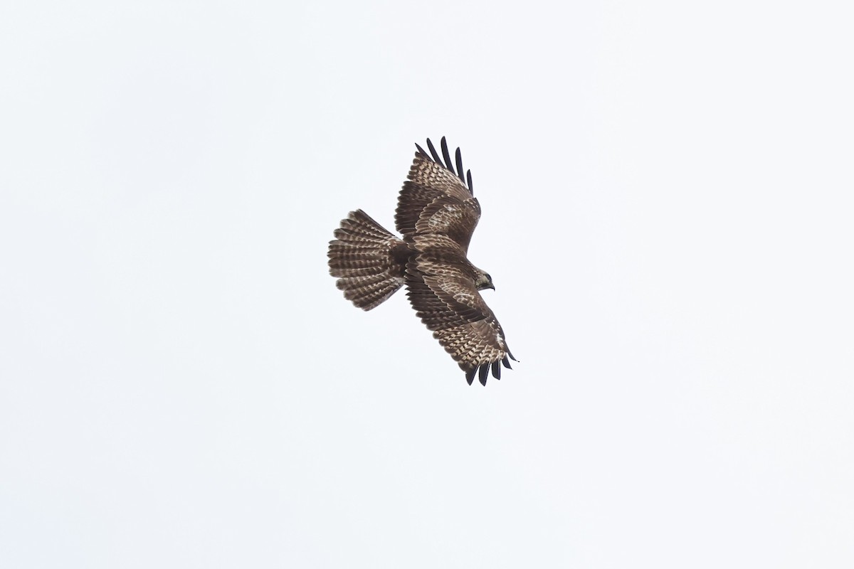 Eastern Buzzard - HsuehHung Chang