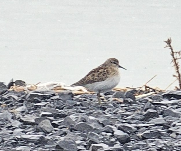 Least Sandpiper - ML606425541