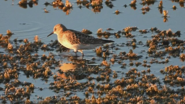 Baird's Sandpiper - ML606426161