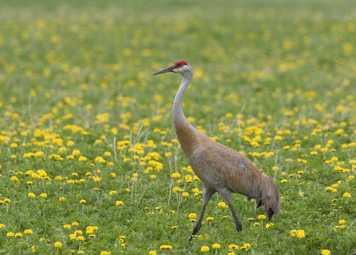 Sandhill Crane - ML606426361