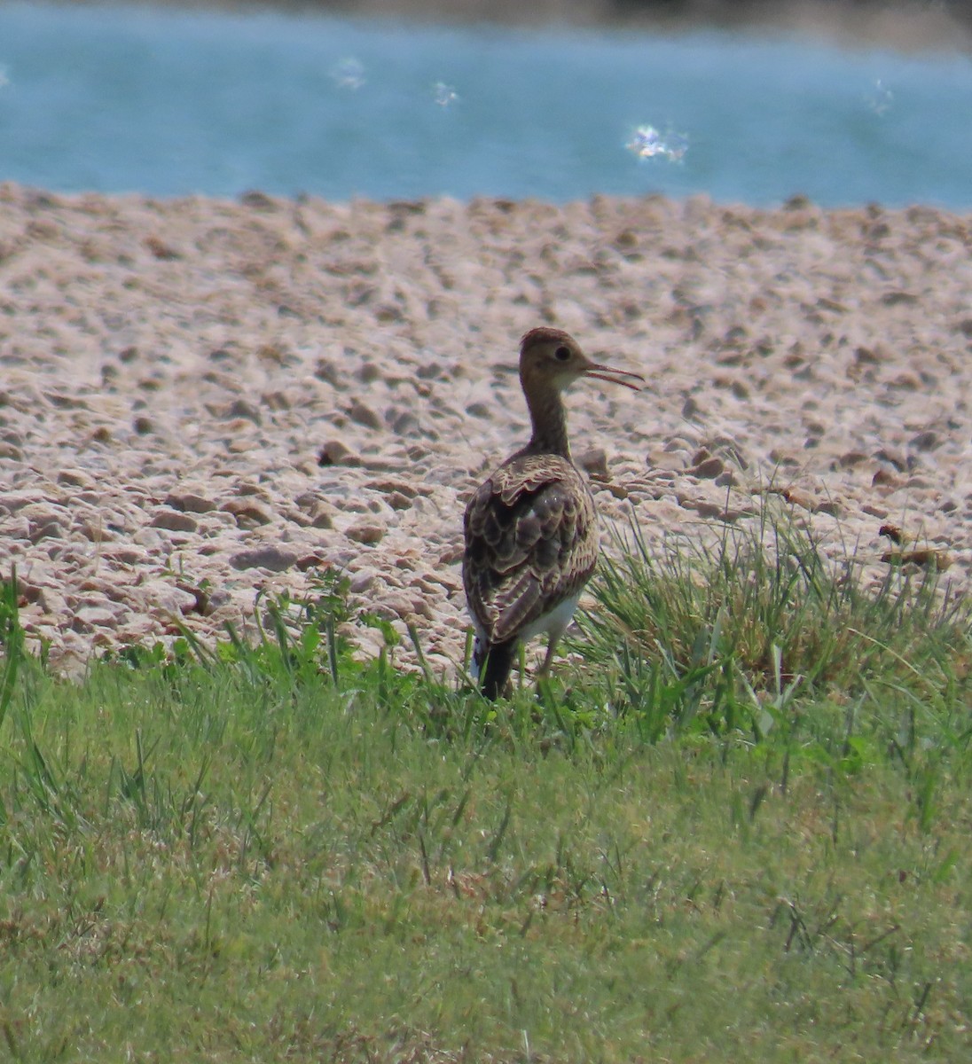 Upland Sandpiper - ML606426511