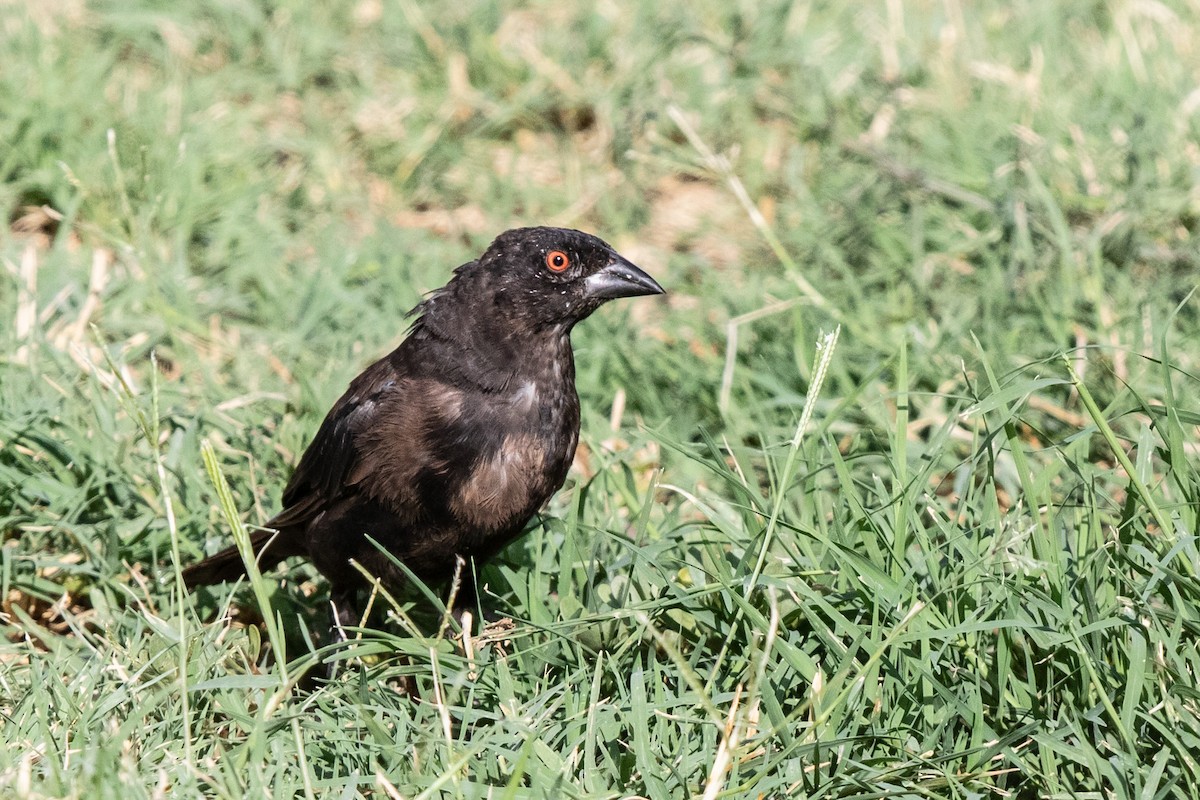 Bronzed Cowbird - ML606427551