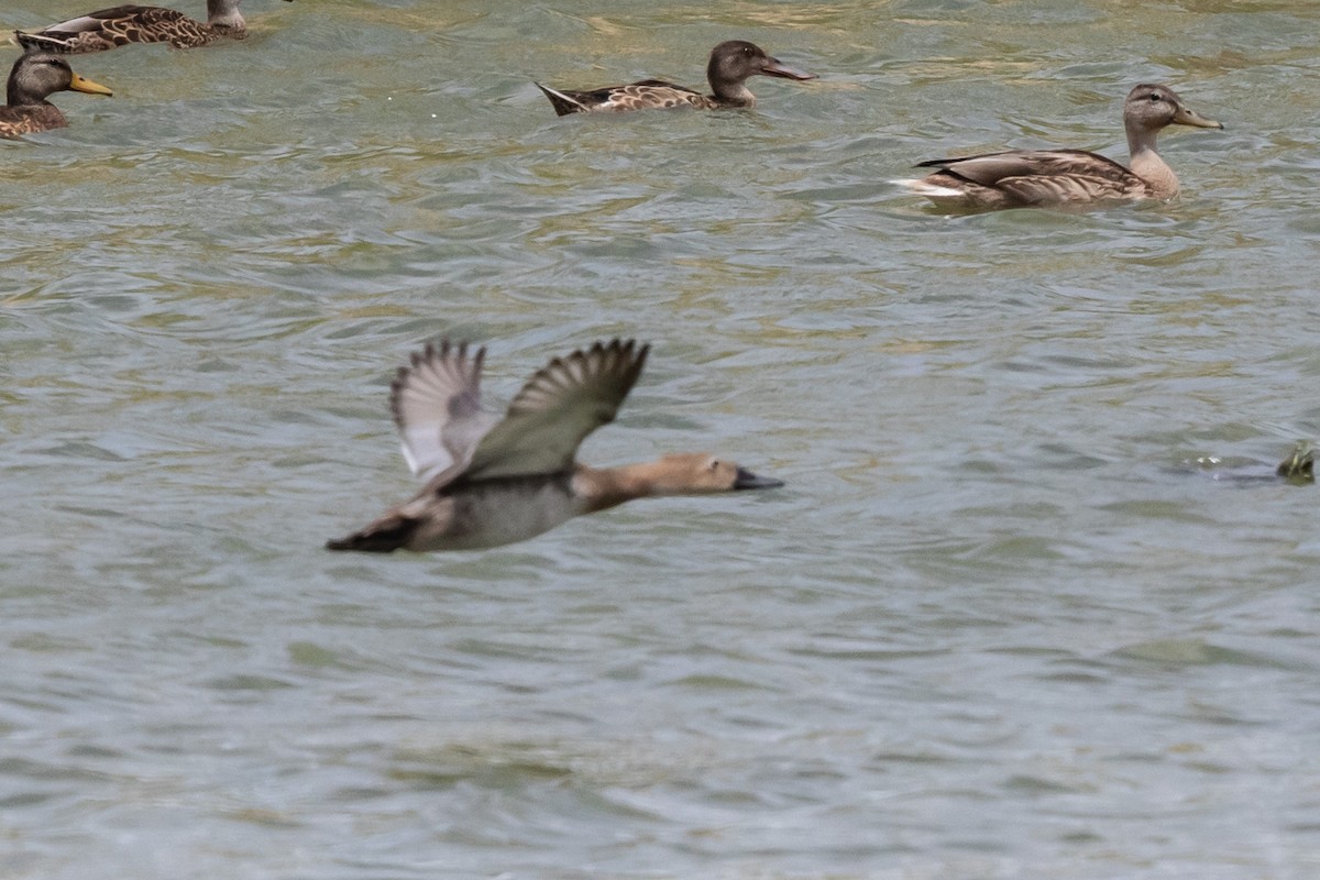 Canvasback - Bob Friedrichs