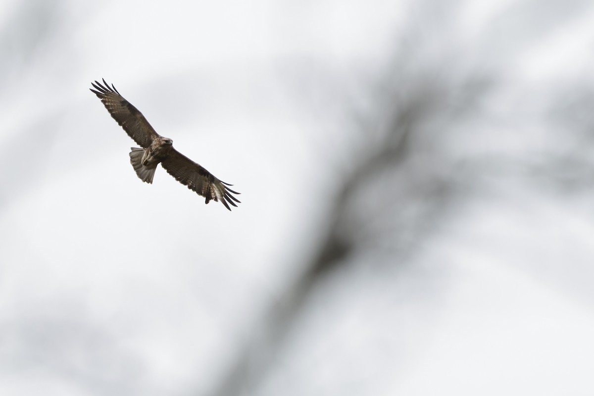 Eastern Buzzard - ML606428471