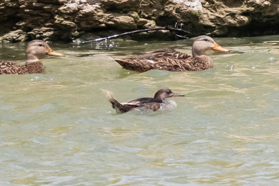 Hooded Merganser - ML606428481