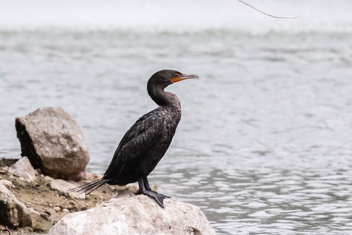 Cormoran à aigrettes - ML606428631