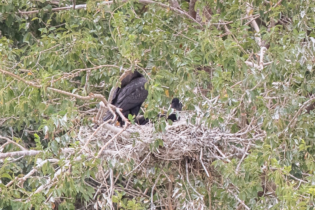 Cormoran à aigrettes - ML606428641