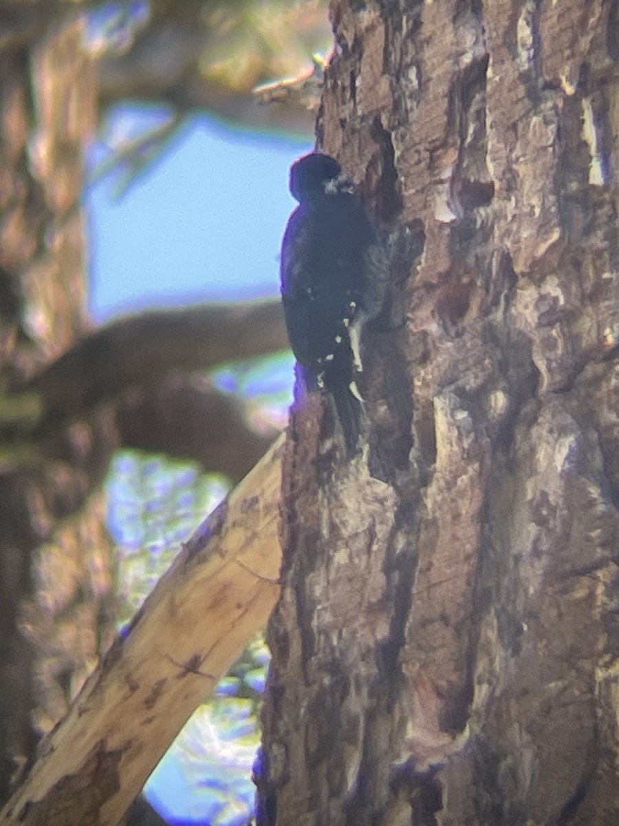Black-backed Woodpecker - Grub Fay