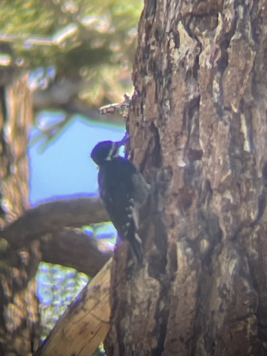 Black-backed Woodpecker - ML606428941