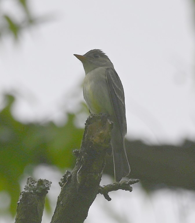 Eastern Wood-Pewee - Steve Davis