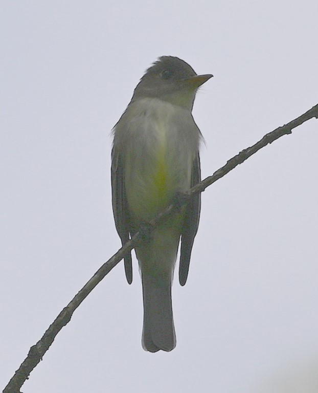 Eastern Wood-Pewee - Steve Davis