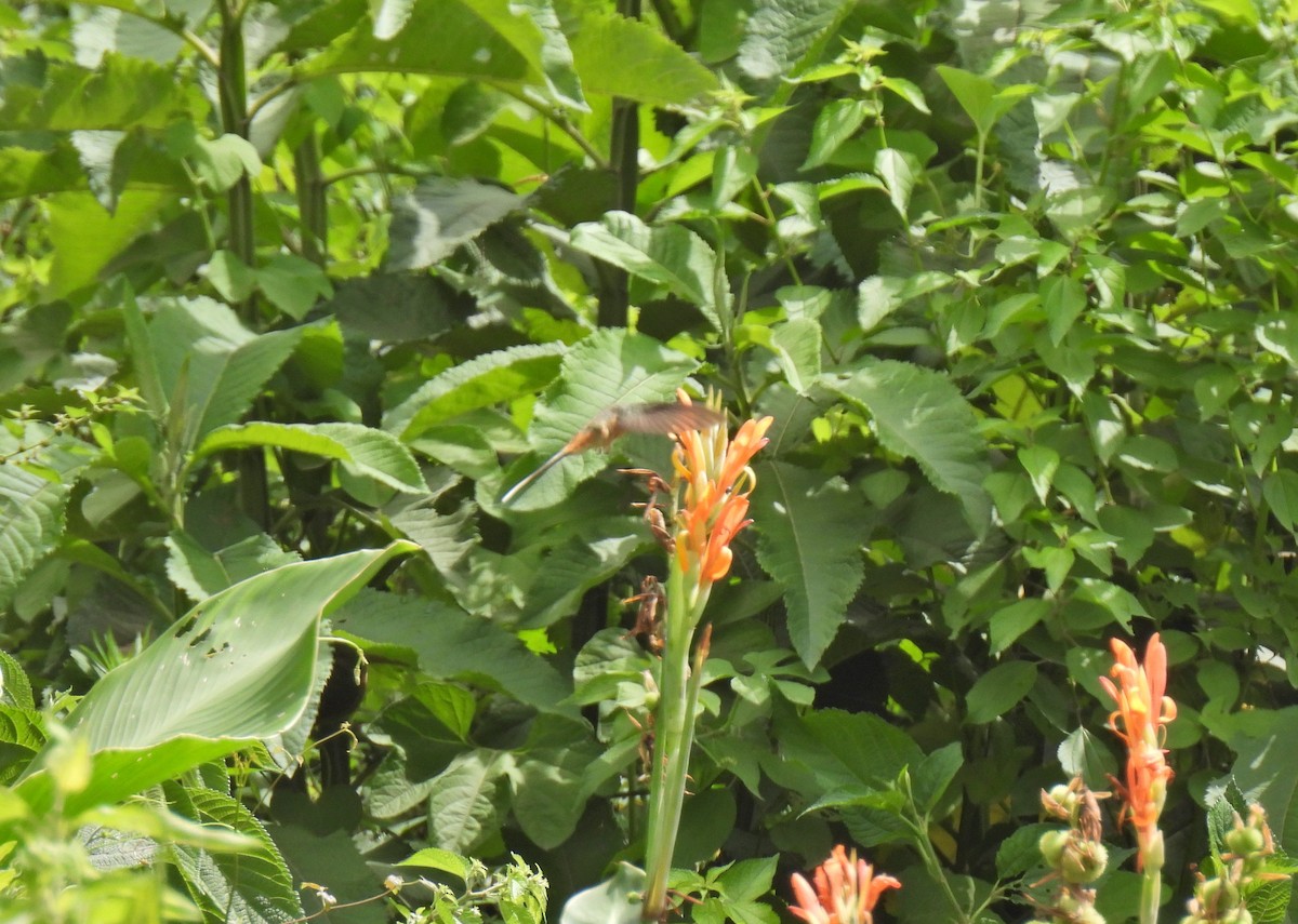 Planalto Hermit - ML606429381