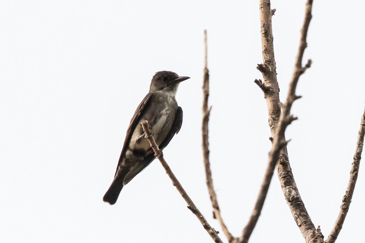 Olive-sided Flycatcher - Bob Friedrichs