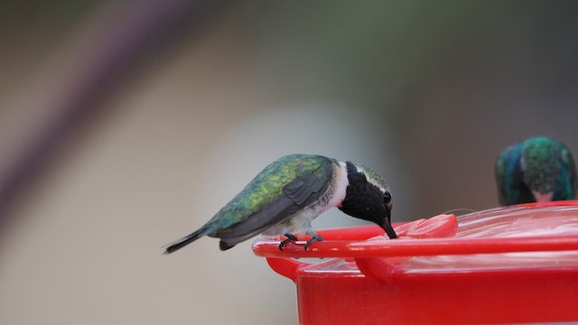 Colibrí Luminoso - ML606429501