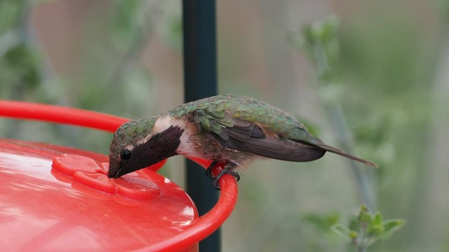 Lucifer Hummingbird - ML606429561