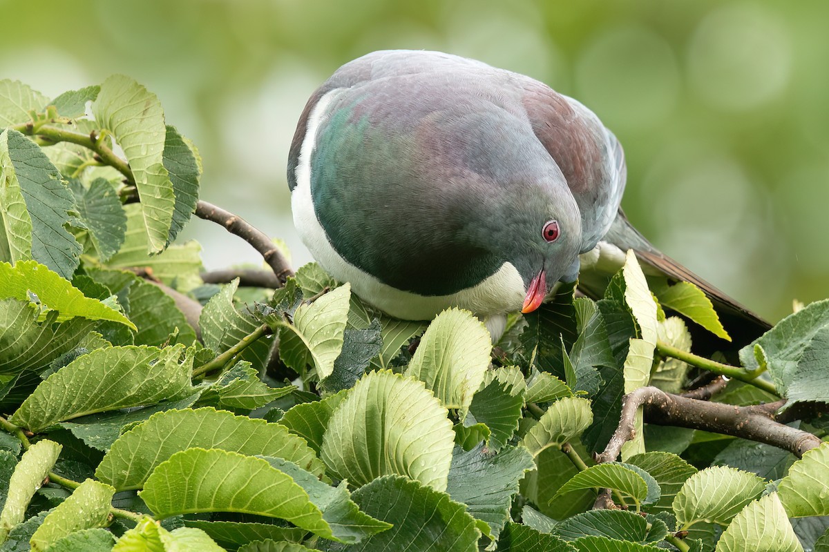 New Zealand Pigeon - ML606429581