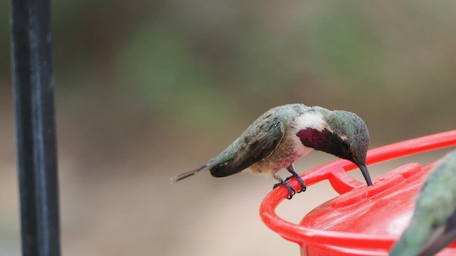 Lucifer Hummingbird - ML606430021