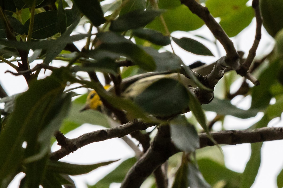 Black-throated Green Warbler - ML606430341