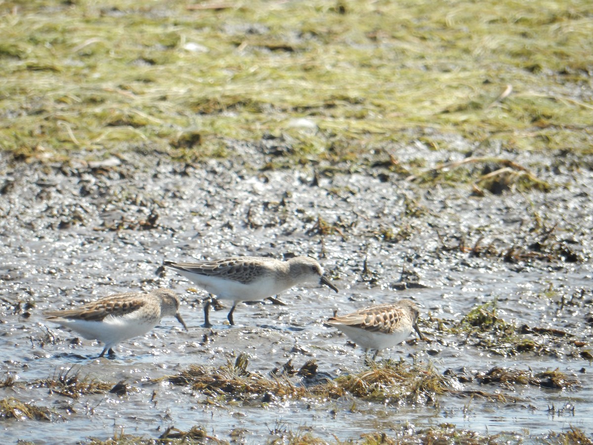 Semipalmated Sandpiper - ML606430361