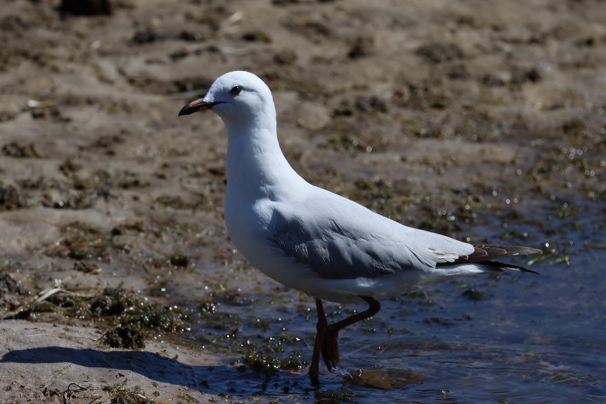 Silver Gull - ML606430371